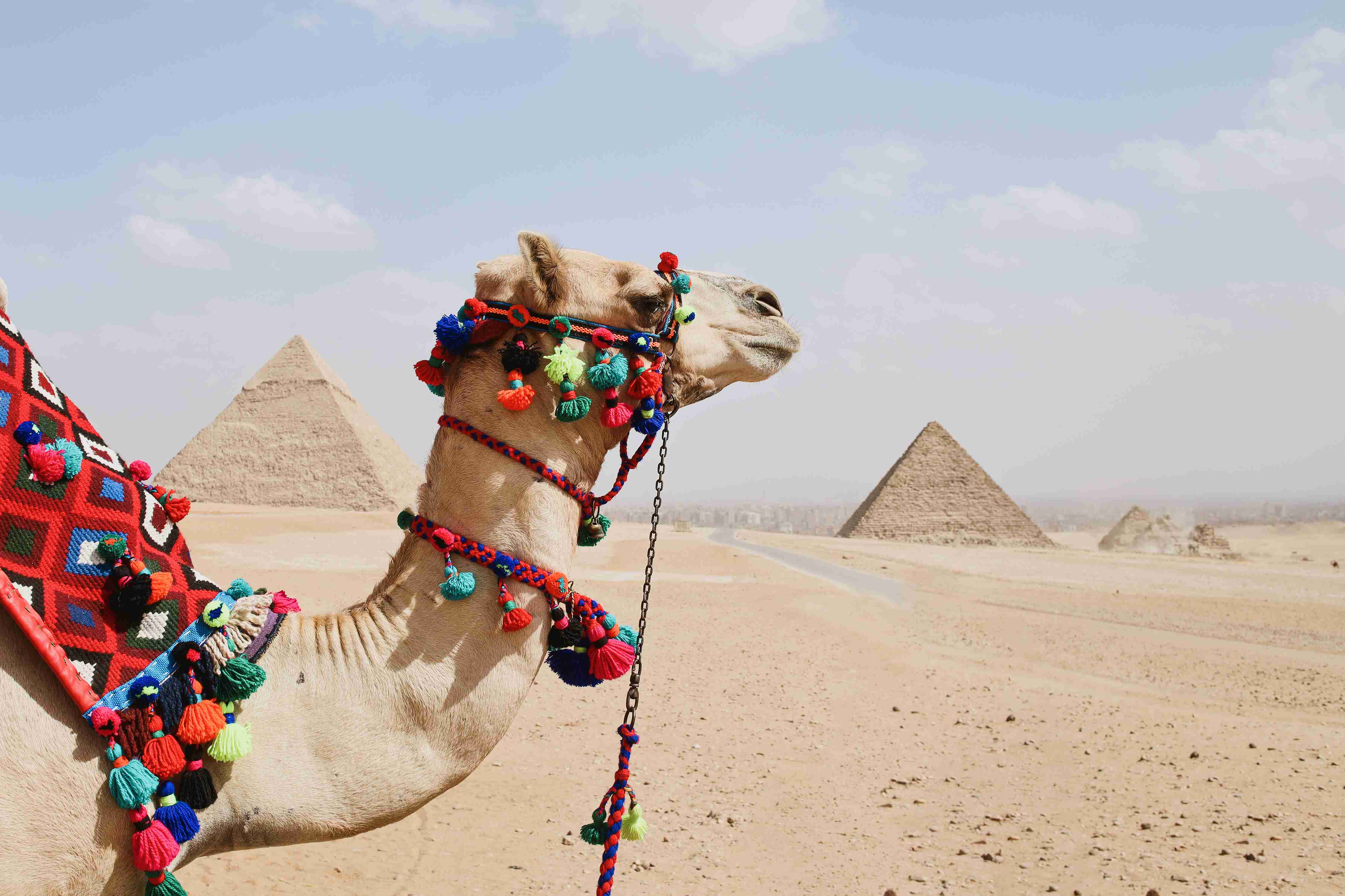 Camel and Pyramids